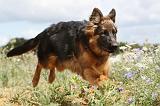 BERGER ALLEMAND 290